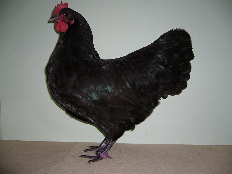 Muenster 2008 574.jpg - Australorps schwarz von Lisa Marische Preis sg 95 KVE